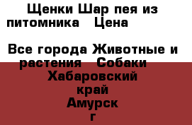 Щенки Шар пея из питомника › Цена ­ 25 000 - Все города Животные и растения » Собаки   . Хабаровский край,Амурск г.